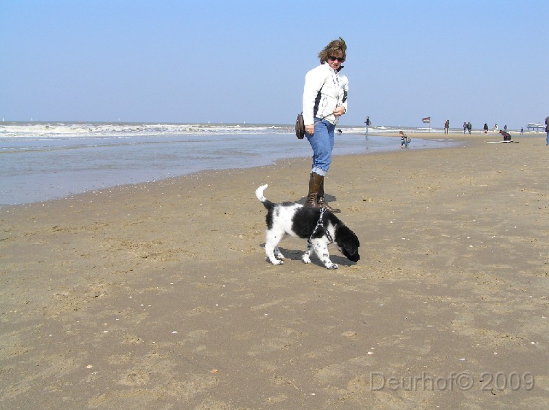 Onze Friese Stabij Pup - 144.JPG - Voor het eerst naar zee: Scheveningen.