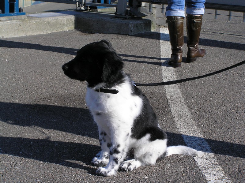 Onze Friese Stabij Pup - 177.JPG