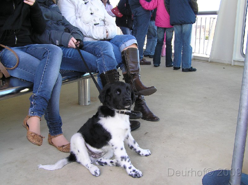 Onze Friese Stabij Pup - 180.JPG - Lekker uitwaaien op Texel