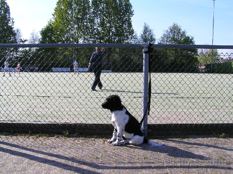 Onze Friese Stabij Pup - 204.JPG