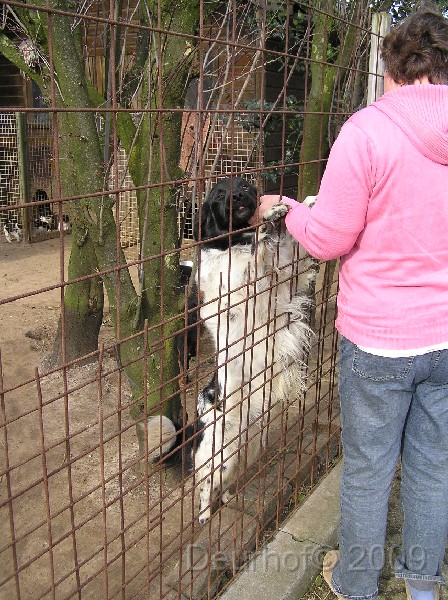 Onze Friese Stabij Pup - 31.JPG