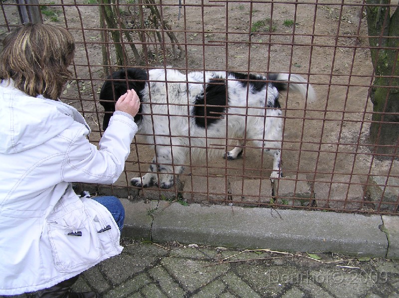 Onze Friese Stabij Pup - 40.JPG