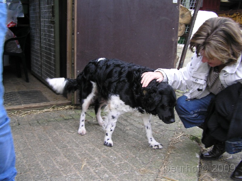 Onze Friese Stabij Pup - 49.JPG