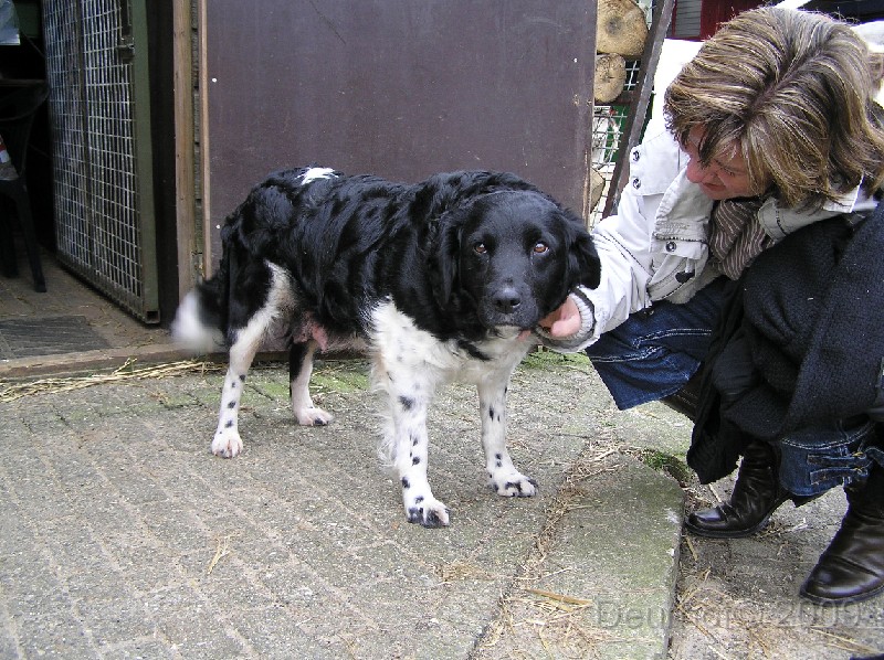 Onze Friese Stabij Pup - 50.JPG