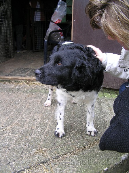 Onze Friese Stabij Pup - 51.JPG