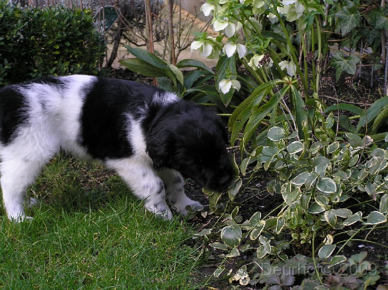 Onze Friese Stabij Pup - 79.JPG