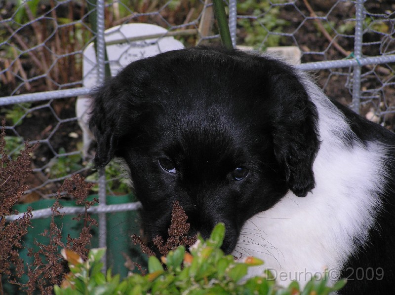 Onze Friese Stabij Pup - 81.JPG